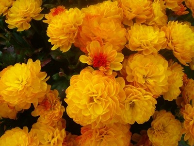 Chrysantheme - gelb.JPG