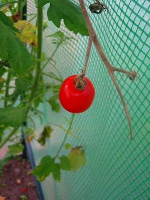 Tomate - 5.JPG