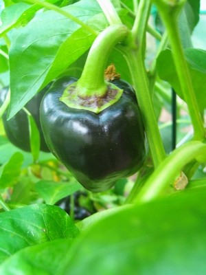 Paprika - lila.JPG