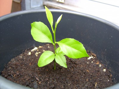 PIC_0004.JPG
