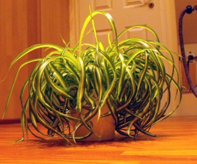 monstera oceana Philodendron Monstera Contorted Ocean Mint  Grow Unique Plants