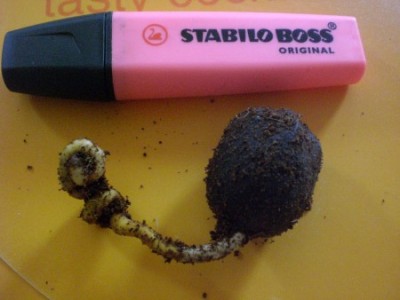 Bismarckia nobilis.jpg