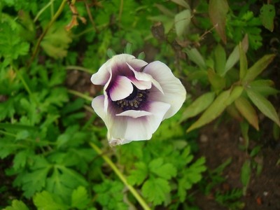 Anemone - weiß.JPG