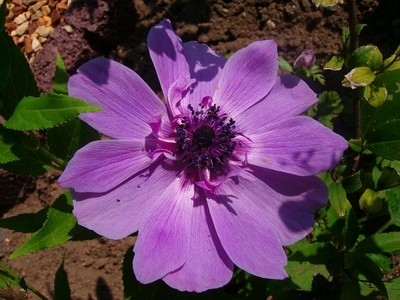 Anemone - violett.JPG