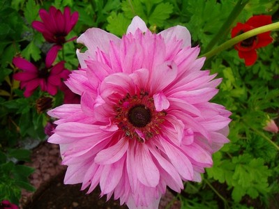 Anemone - hellrosa.JPG