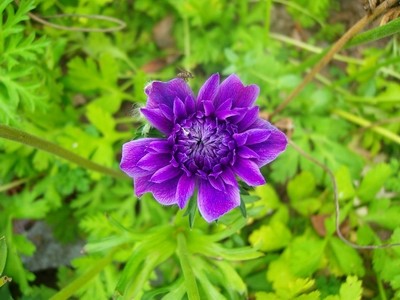 Anemone - dunkelblau.JPG