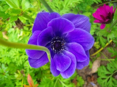 Anemone - blau - halbgefüllt.JPG