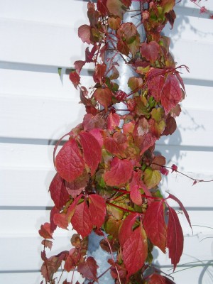 Wilder Wein im Herbst.JPG