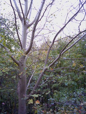 Habitus.jpg