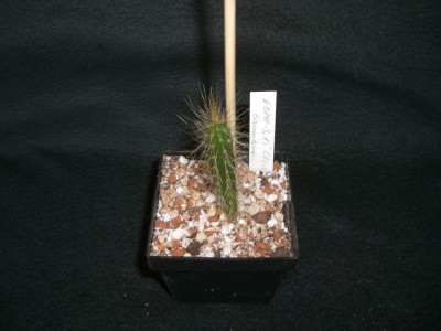 Cleistocactus baumannii von Hardy - 07.10.09 - klein.jpg