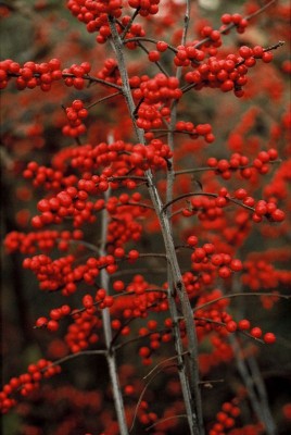 1882-Fruechte-Ilex.jpg