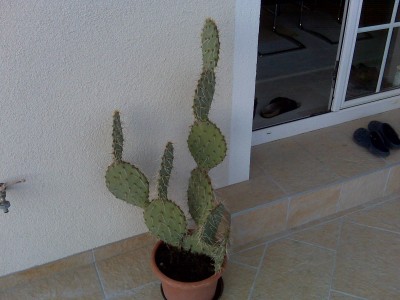 IMG00392.jpg