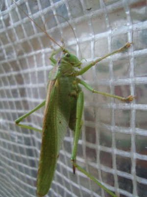 DSC02113.jpg