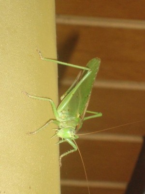 DSC02108.jpg