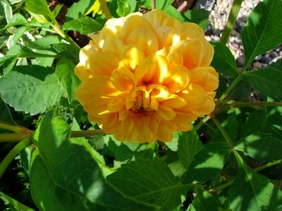 Pompondahlie - orange - 1.JPG