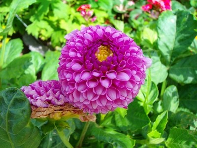 Pompon-Dahlie - lila.JPG