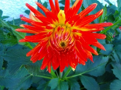 Kaktusdahlie - orange - 2.JPG