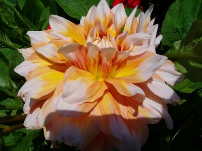 Dahlie - Seattle - 1.JPG