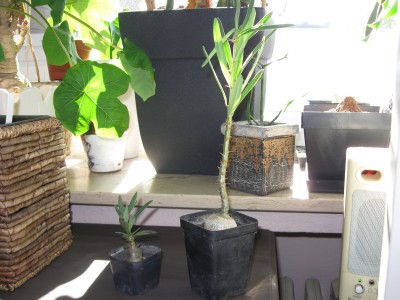 Pachypodium succulentum.jpg