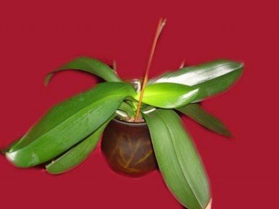 orchidee im Glas.jpg