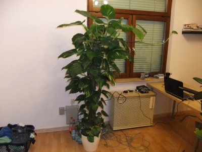 DSCF0425.JPG