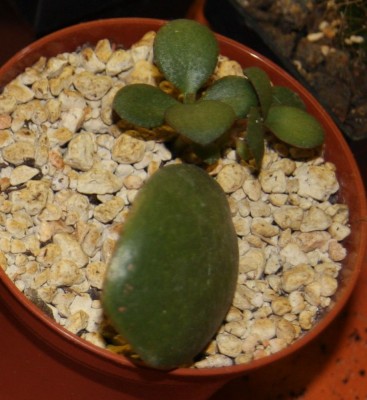 Crassula ovata Hummels Sunset - 09.10.2009.jpg