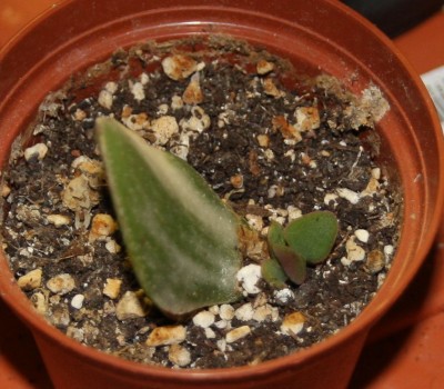 Crassula ovata variegata 2 von Spreewaldgurke - 09.10.2009.jpg