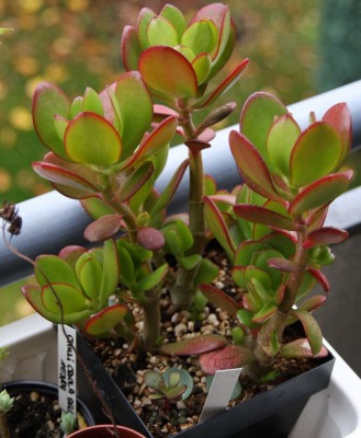 Crassula ovata von Canica - 09.10.2009.jpg