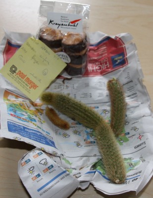 Cleistocactus winterii von Gysmo - 09.10.2009.jpg