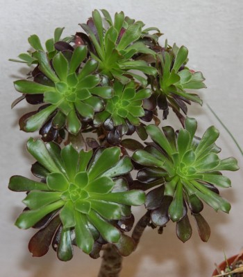 Aeonium aus der Rettungsaktion - 09.10.2009.jpg