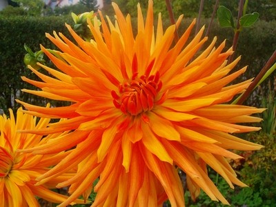 Kaktusdahlie - orange - 3.JPG
