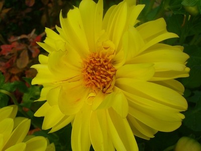 Dahlie - gelb - 1.JPG