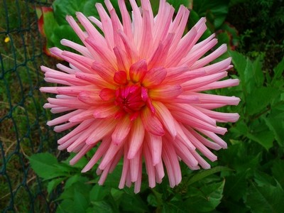 Kaktursdahlie - rosa.JPG