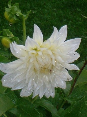 Dahlie - weiß - 1.JPG