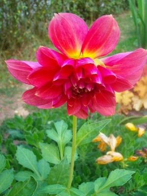 Dahlie - hummerfarben.JPG