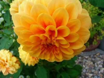 Pompondahlie - orange.JPG