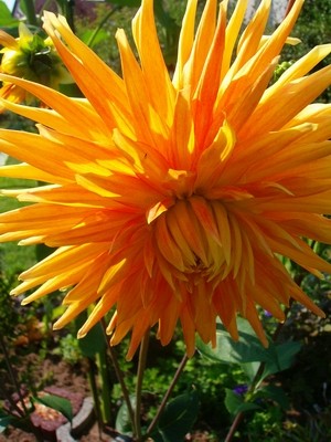 Kaktusdahlie - orange.JPG