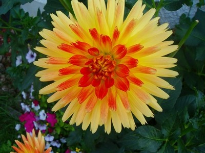 Kaktusdahlie - gelborange.JPG