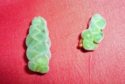 P1020111.JPG