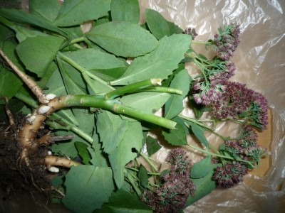 Sedum spectabile.JPG