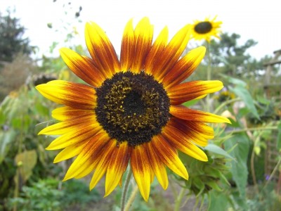 Garten 04.jpg