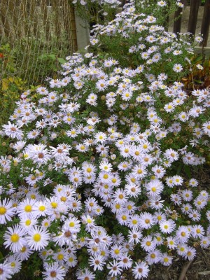 Garten 03.jpg