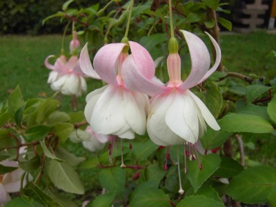 Garten 02.jpg