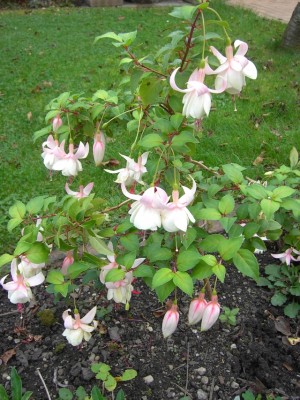 Garten 01.jpg