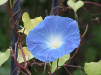 DSCF4442.JPG