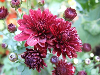 DSCF4412.JPG