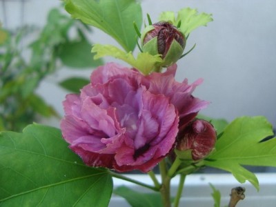 DSC02100.jpg