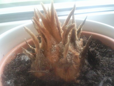 Foto009.jpg