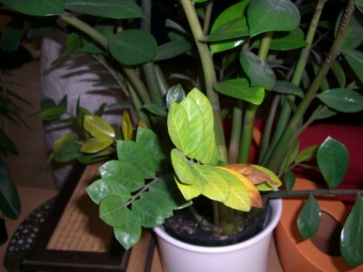 CIMG0240.JPG