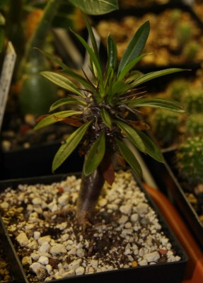 Pachypodium lamerei - grösstes - 09.10.2009 - 2.jpg